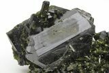 Lustrous, Dark-Green, Epidote Crystals on Actinolite - Pakistan #213434-2